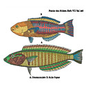 Fish | Embroidery Digitizing