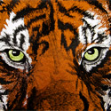 Tiger | Embroidery Digitizing